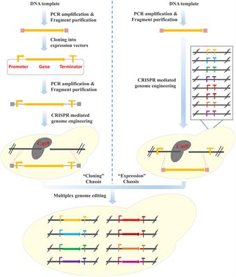 PCR & Go: A Pre-installed Expression Chassis for Facile Integration of Multi-Gene Biosynthetic Pathways